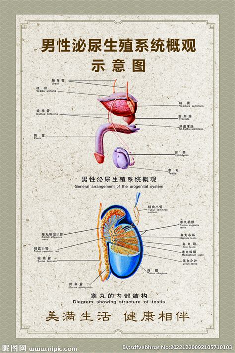 男人生殖器官|人類陰莖